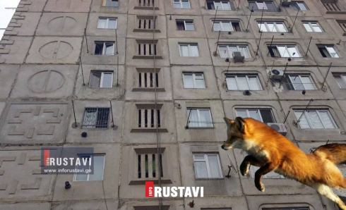 რუსთავში, მელია მკვდარი იპოვეს