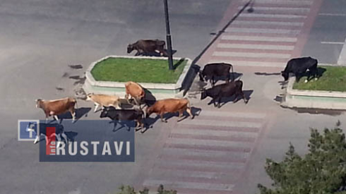 ქუჩაში პირუტყვს ზედამხედველობის სამსახური აპატიმრებს.