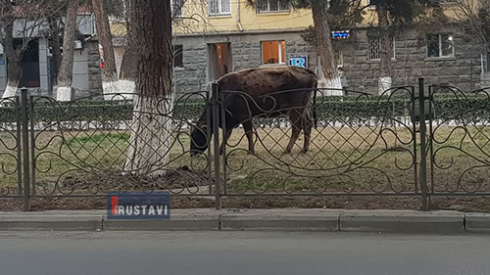 რუსთავში პირუტყვს დააკავებენ