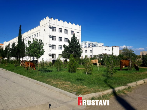 მსხვილფეხა პირუტყვი რუსთავის ქუჩებში