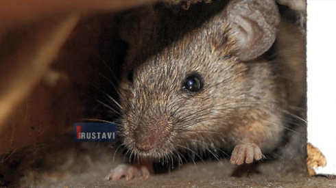 ვირთხები სადარბაზოებში