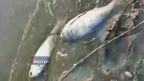 უკანონო თევზჭერის ფაქტი