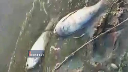 კუმისის ტბაზე 10 ტონამდე თევზი დაიხოცა [VIDEO]