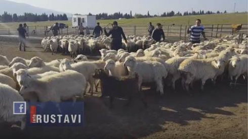 ცხვრების ბანვის პროცესი (ვიდეო).