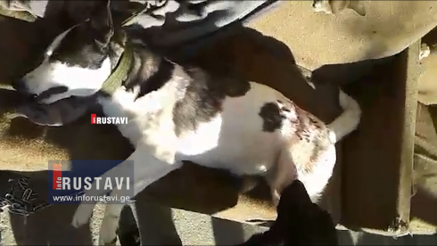 ვინ და რატომ მოკლა ძაღლი [video]