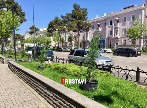 რუსთავში კვიპაროსის ლეილანდები დარგეს