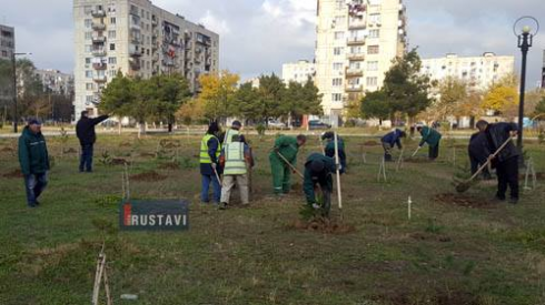ლეონიძეზე 150 ძირი ელდარის ფიჭვი დაირგო.