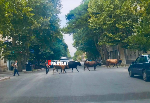 რუსთავში პირუტყვის უმეთვალყურეოდ ყოფნა აკრძალულია