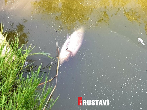 რა გახდა რუსთავის ტბაში თევზების დახოცვის მიზეზი
