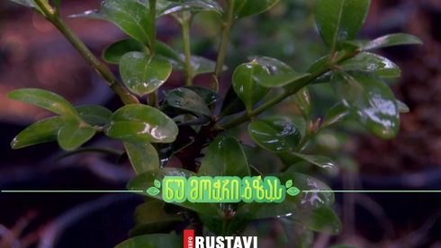 ბზის მოჭრაზე კონტროლი მკაცრდება